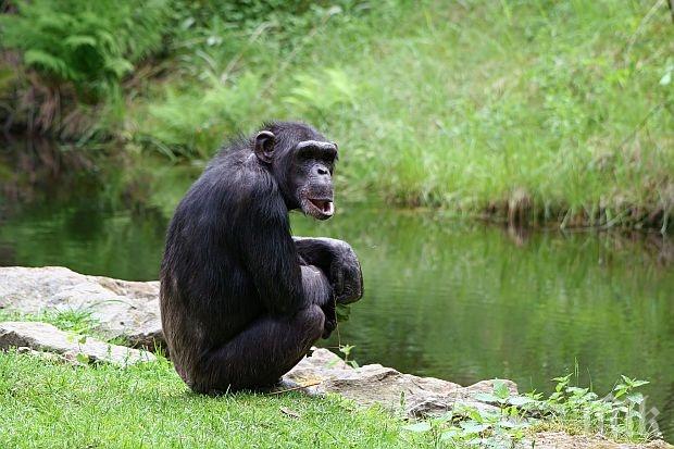 Невероятно! Звуците на шимпанзетата им служат за език 

