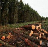 Забраняват връщането на ДДС за износ на дървесина Забраняват връщането на ДДС за износ на дървесина