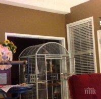 Папагал повтаря скандалите между бившите си стопани (снимка+видео)