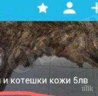 Отвратително! Варненка продава кожи от кученца и котенца за по 5 лв
