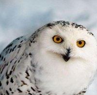 Безпощадна! Черната вдовица уби партньора си заради малък пенис