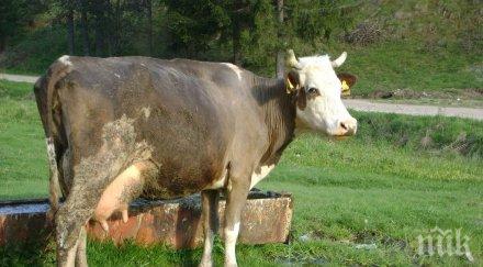 оон епидемията шап прага европейския съюз