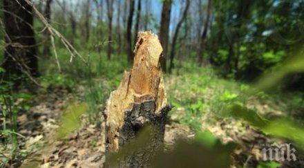 новозагорски полицаи установиха два случая незаконна сеч