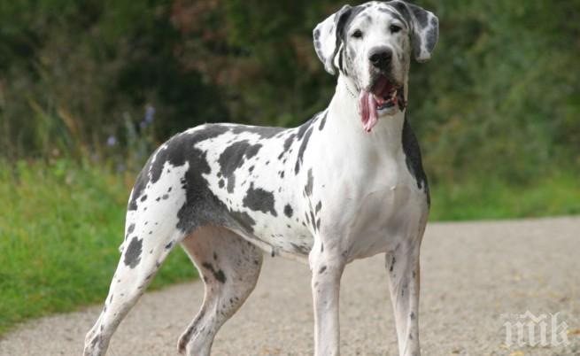 Съд забрани на куче да лае