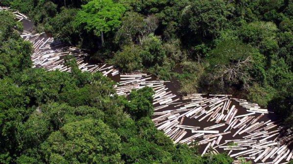 Настояват за криминализиране на бракониерството