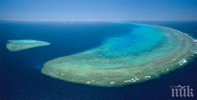 През последното десетилетие водите на Големия бариерен риф са били най-горещи от 400 години