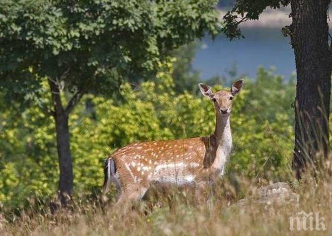Три горски стопанства в Странджа спират работа до май
