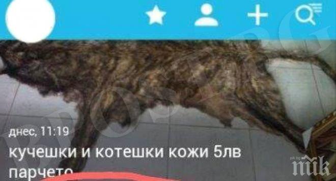 Отвратително! Варненка продава кожи от кученца и котенца за по 5 лв