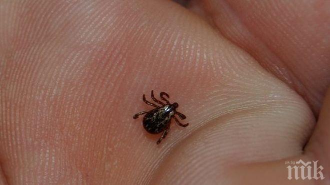 Лаймска болест вкара перничанин в болница