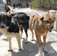 Бездомни кучета нахапаха мъж във Велико Търново 