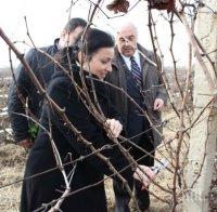 Земеделският министър заряза традиционно лозята в Плевен (Снимки)