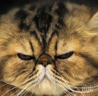 Котка на 26 години удари рекорд на Гинес