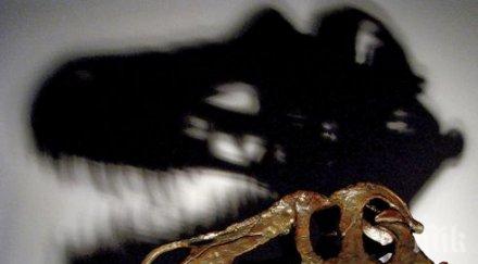 останки праисторически кит открити варна