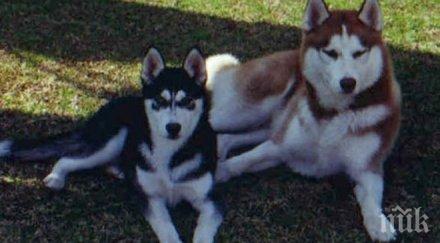 жестоко мъж уби хъски изяло няколко кокошки