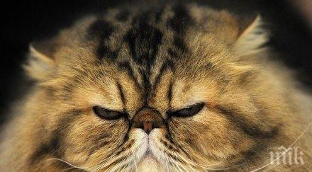 котка години удари рекорд гинес