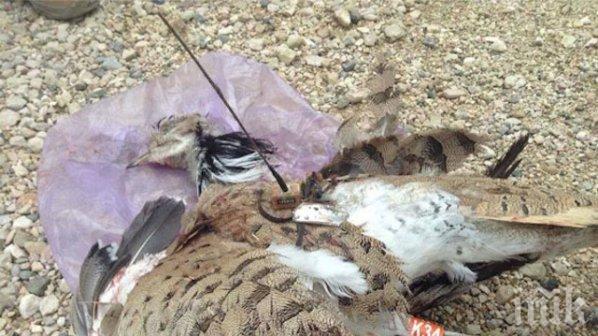 Забраниха продажбата на домашни птици в Асеновградско