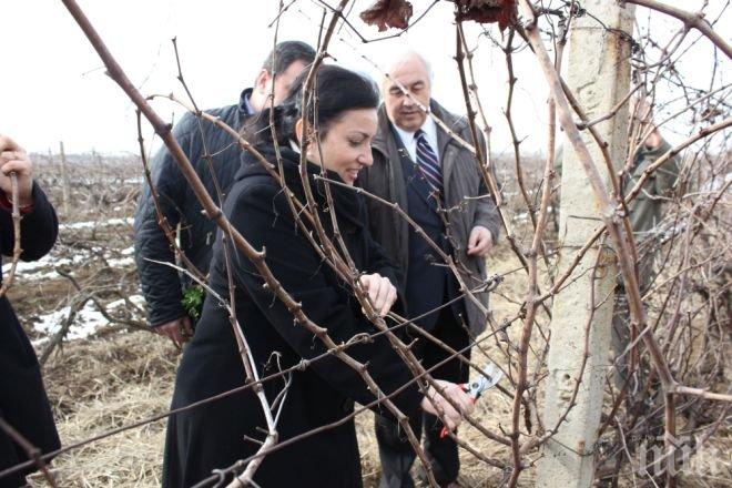Земеделският министър заряза традиционно лозята в Плевен (Снимки)