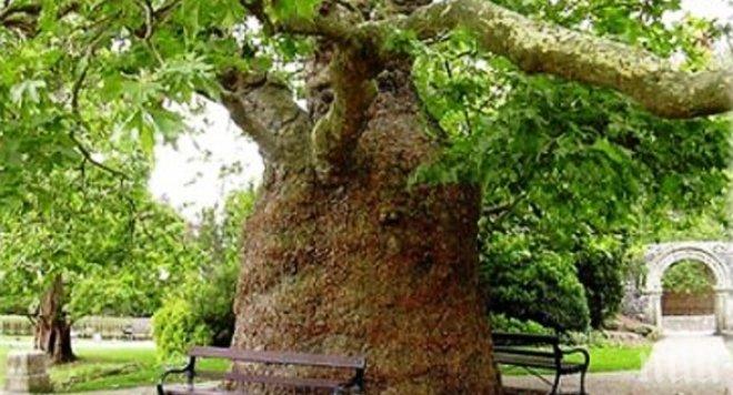 15-метрово дърво ще представи България в международен конкурс