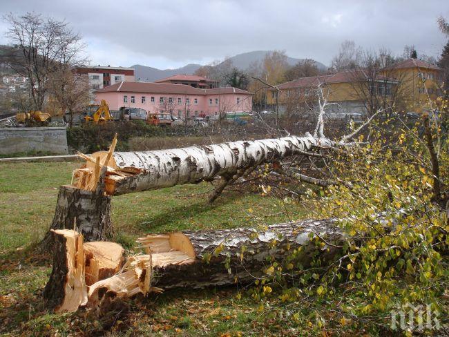 Увеличават се защитните горски територии