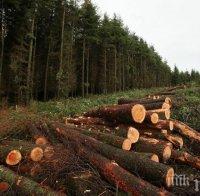 Забраняват за 3 месеца износа на дървесина