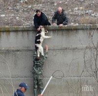 Спасиха куче от ледените води на река Чая (снимка)
