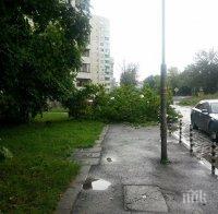 По нов метод проверяват в София за опасни дървета