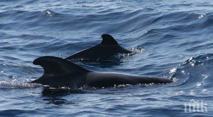 спасиха близо 200 гринди мащабна операция бреговете нова зеландия