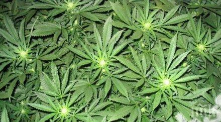 наркотични вещества иззеха полицаи горна оряховица