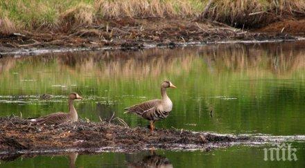 екобомба цъка резервата сребърна