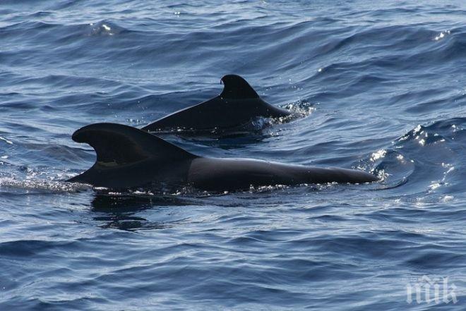 Спасиха близо 200 гринди при мащабна операция на бреговете на Нова Зеландия