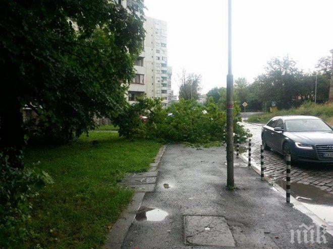 По нов метод проверяват в София за опасни дървета