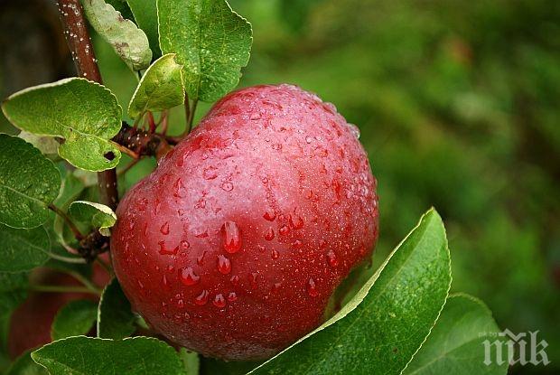 В САЩ одобриха производството на генно модифицирани ябълки
