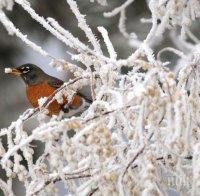 Сняг и лед сковаха някои райони на САЩ при поредната буря