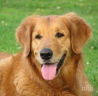 Геройство! Бургазлия рискува живота си в леденото море, за да спаси кучето си