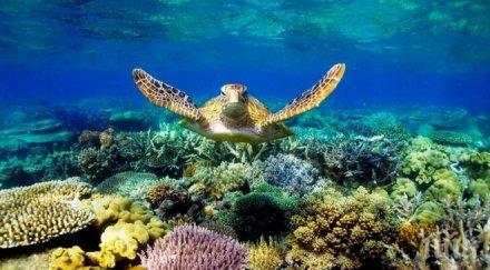 сащ платиха милиона долара филипините повреден риф