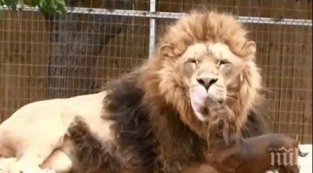 лъв изненада мексиканец посрещна входната врата