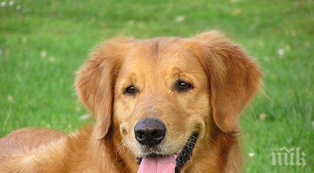 геройство бургазлия рискува живота леденото море спаси кучето