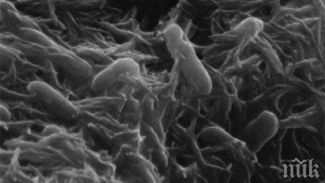 Учени откриха бактерия, запазила се непроменена повече от 2 милиарда години