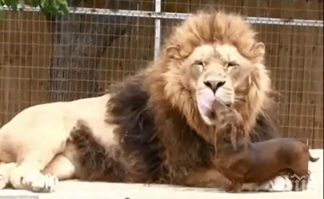 Лъв изненада мексиканец, посрещна го на входната му врата