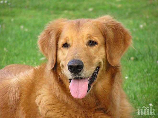 Геройство! Бургазлия рискува живота си в леденото море, за да спаси кучето си