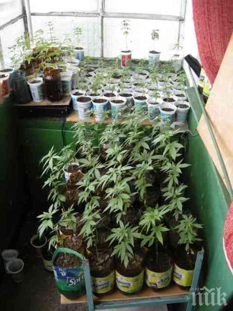 Всеки четвърти случай на психично разстройство е причинен от пушенето на канабис