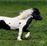 Неизвестни застреляха конче пони