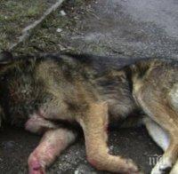 Отрова е разпръсната около МБАЛ Шумен, има умрели кучета