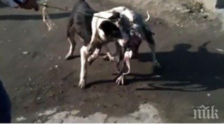 роми организират боеве кучета залози