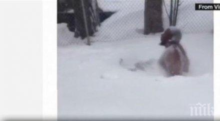 жители бостън скачаха голи снега