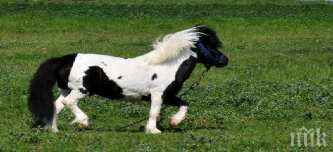 Хванаха убиеца на понито от Марикостиново