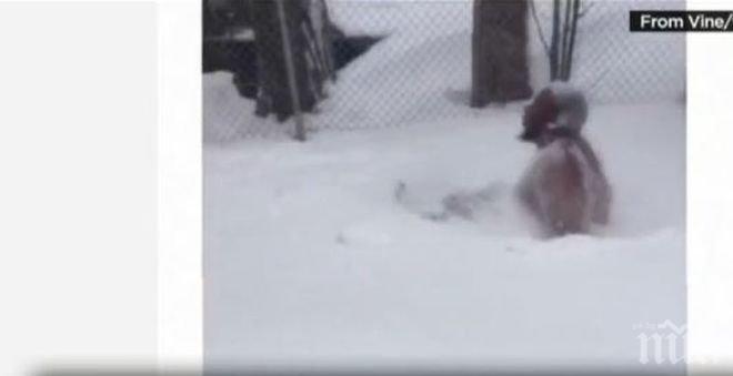 Жители на Бостън скачаха голи в снега