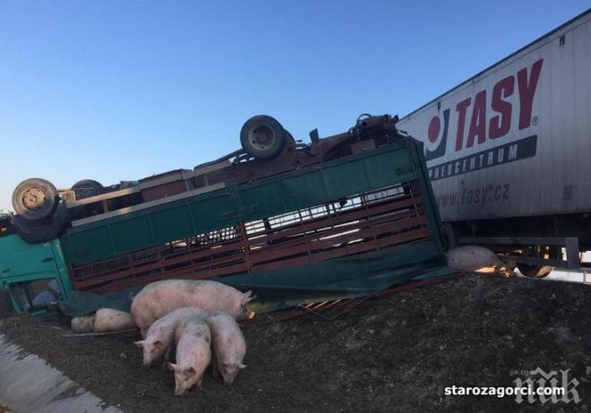 Уникум! Дебели прасета се разхождат по магистрала Тракия след жестока катастрофа между два ТИР-а (снимки)