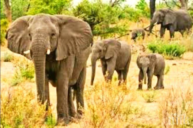 Бракониери избиват африканските слонове