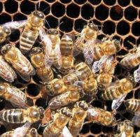 Подпомагат шуменски пчелари